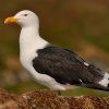 Racek morsky - Larus marinus - Great Black-backed Gull 3286